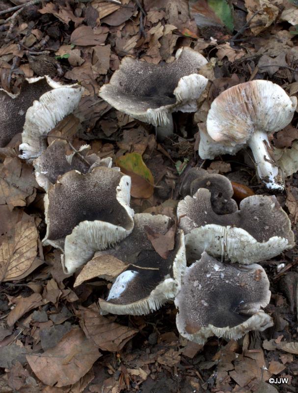 Tricholoma orirubens